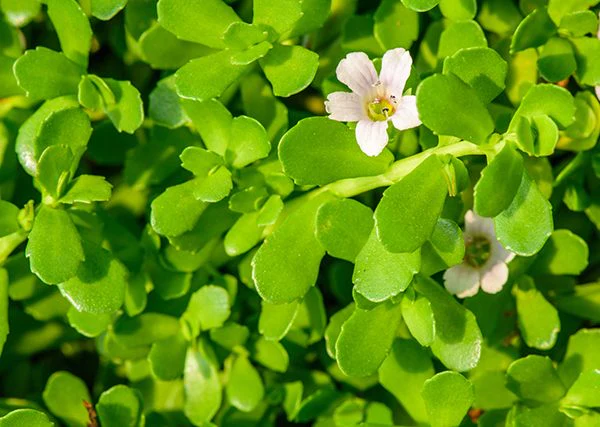 Brahmi